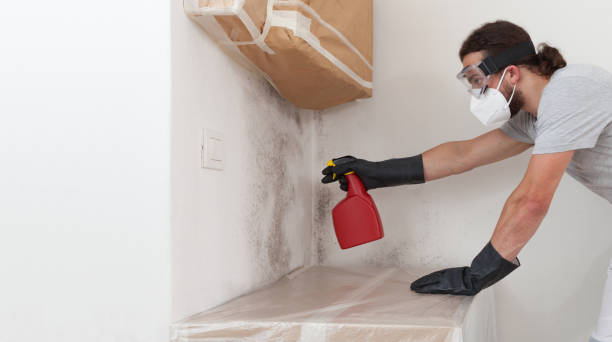Professional Basement Mold Removal technician working in Seguin, TX