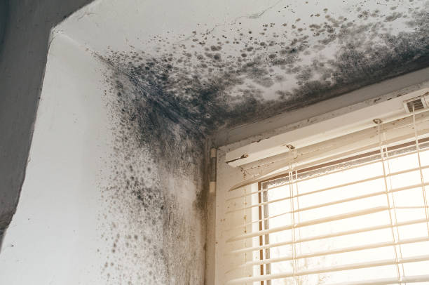 Affordable Basement Mold Removal solutions in Seguin, TX